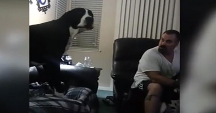 Jealous Great Dane Tries To Get His Owner’s Attention ...