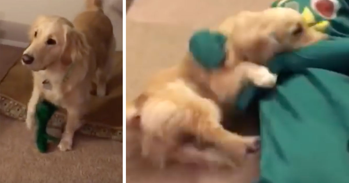 He Dressed Up As His Dog’s Favorite Toy And Got A Priceless Reaction From Her