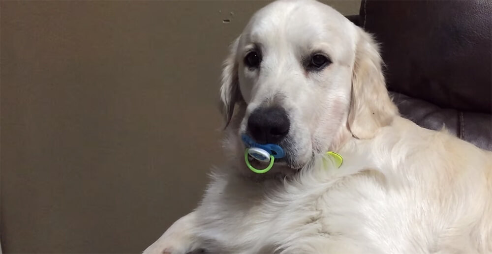 Mom Catches The Dog With A Pacifier. Watch His Adorable Reaction When