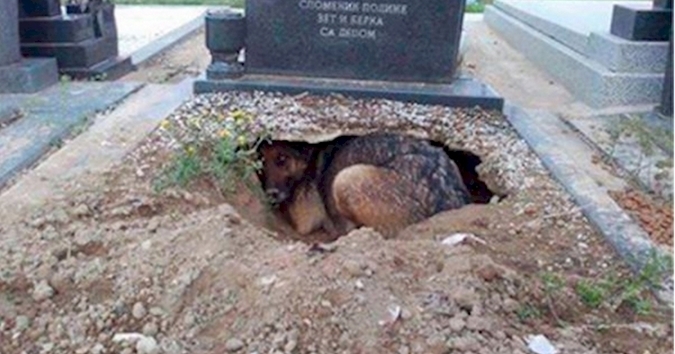 1dog5