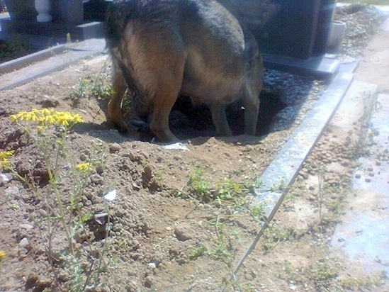 2dog5