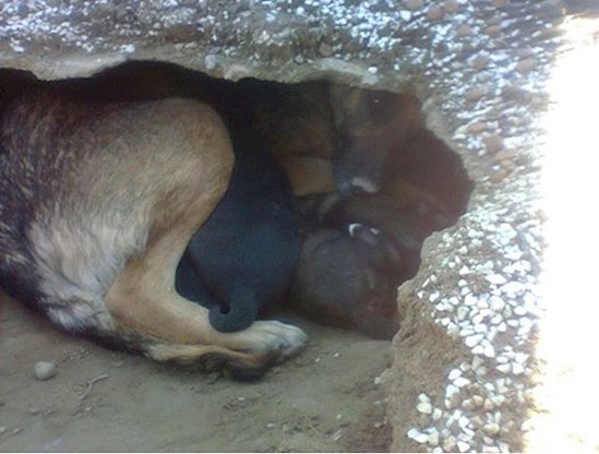 3dog5