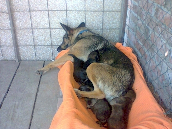 7dog3