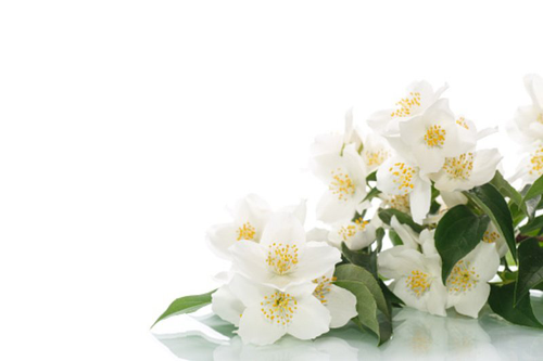 7a139d7768ff3d9bd1277a9a9d42d22e_500x1-jpg