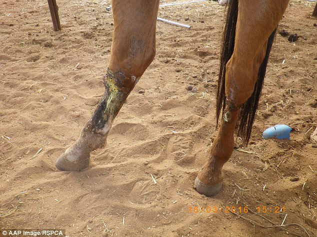 3F3301BF00000578-4407478-Many_horses_on_the_property_were_found_to_have_infected_legs_and-a-70_1492057202372