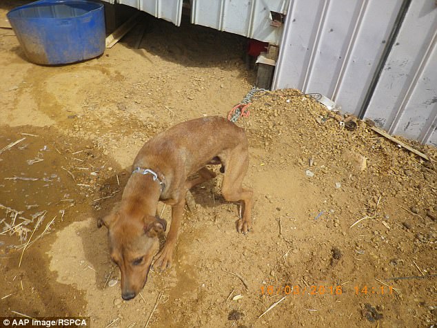 3F3301F000000578-4407478-Dogs_were_found_on_the_farm_starving_and_emaciated_pictured_but_-a-72_1492057202383