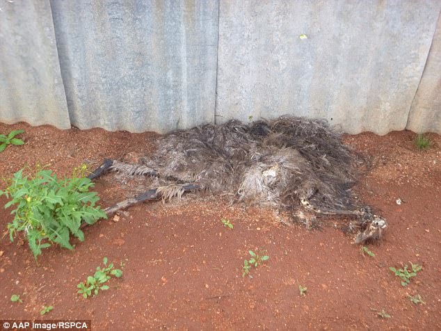3F33021000000578-4407478-Decomposing_emu_carcasses_were_also_discovered_at_the_WA_rural_p-a-71_1492057202377