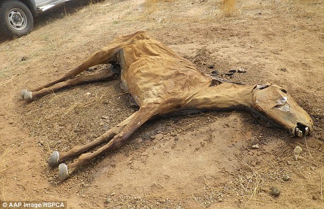 3F33028400000578-4407478-The_animals_found_at_the_property_were_subject_to_a_rare_and_ser-a-73_1492057202474