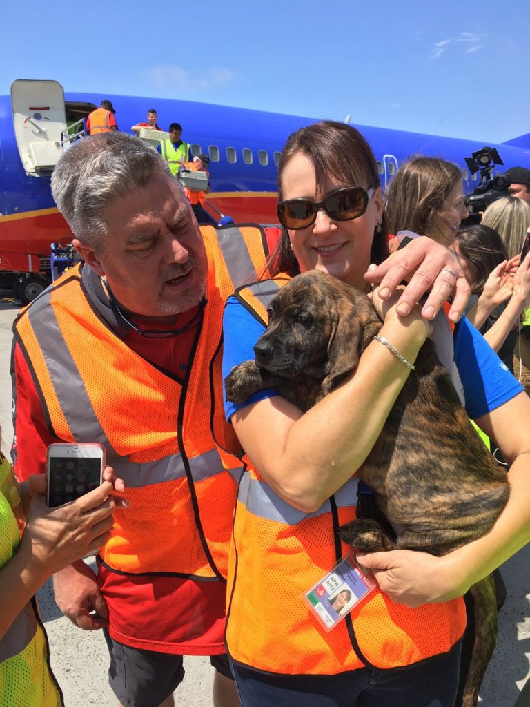 Southwest Airlines Flies Dogs, Cats Displaced By Harvey To New Home